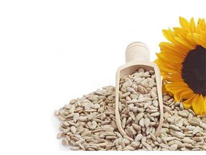 Benefits of Sunflower Seeds