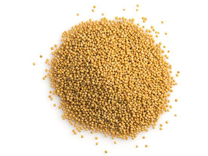 Mustard Seeds white